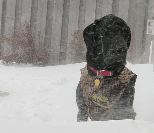 Does my dog need heartworm prevention?