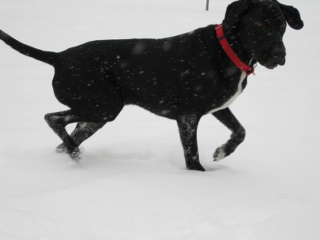 Do dogs need Heartgard year round?
