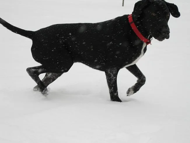 Do dogs need Heartgard year round?