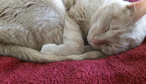How to choose a pet sitter