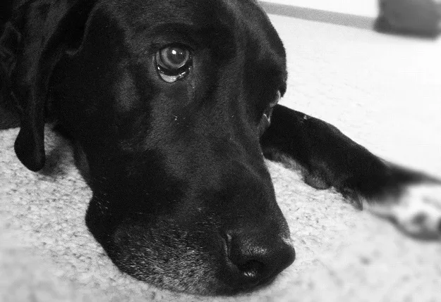 When to euthanize an aggressive dog?