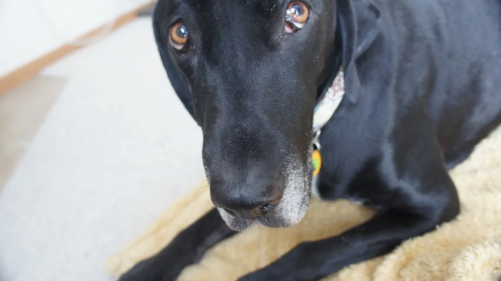How to help a dog that's scared of fireworks
