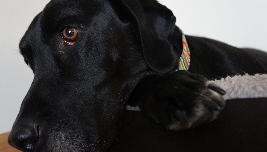 How to prepare a scared dog for fireworks