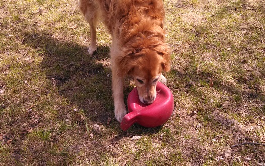 How to choose a pet sitter - what do the rates include?
