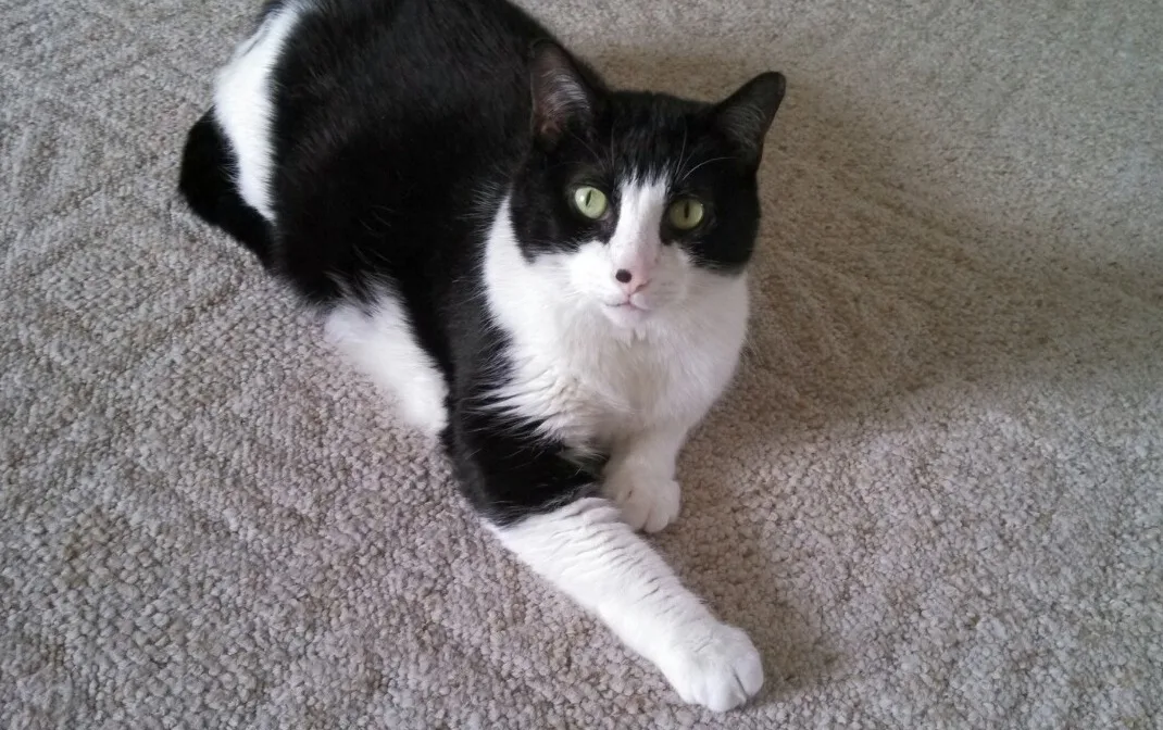 Cat adoption Fargo