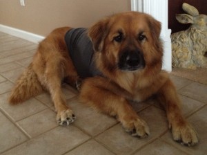 Dog Thundershirt reviews