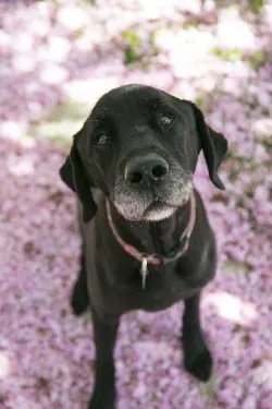 Dog Thundershirt for black Lab