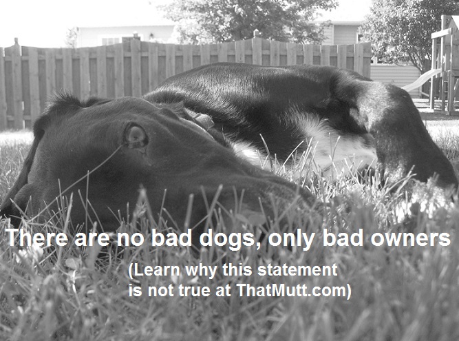 When to euthanize an aggressive dog