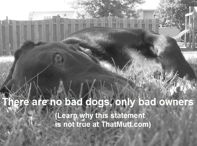 When to euthanize an aggressive dog