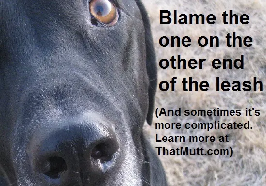 When to euthanize an aggressive dog 
