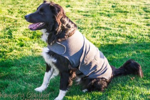 Thundershirt reviews