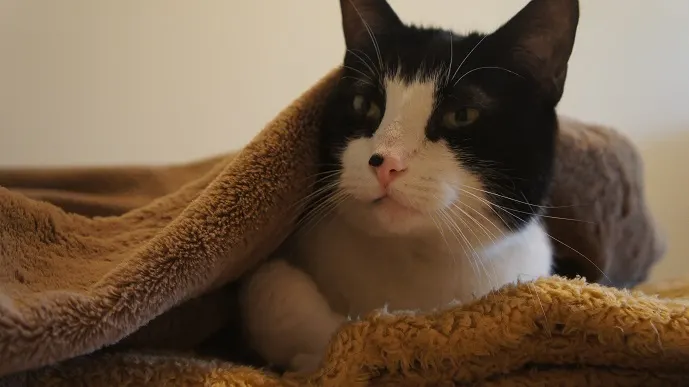 Black and White cat adoption