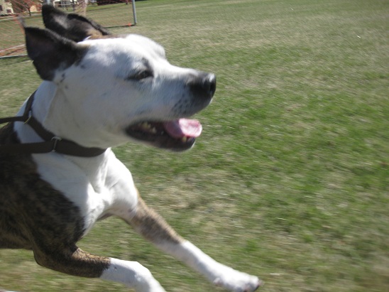Running long distance with a dog - Boy the pitull