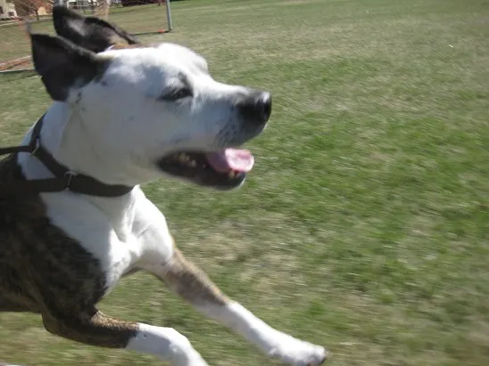 Running long distance with a dog - Boy the pitull