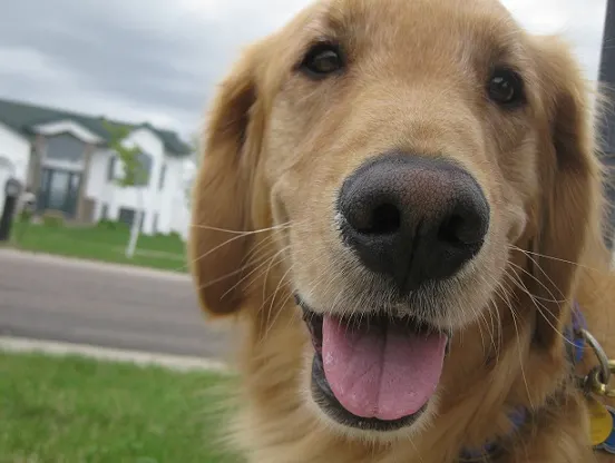 Running long distance with a dog
