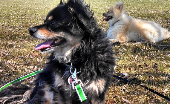 Tips to make your pet sitting business stand out