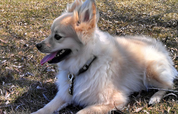 Running long distance with a dog