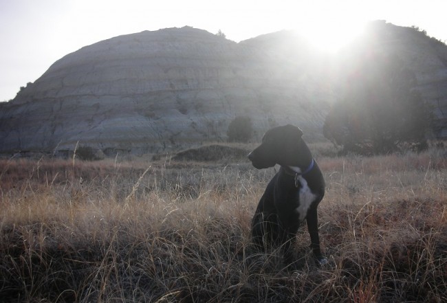 Is spaying/neutering the healthiest choice for my dog?