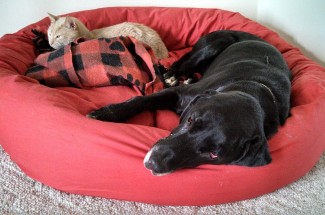 Why people re-home their pets due to moving