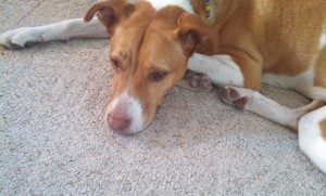 Should I have my dog spayed?