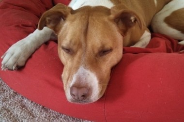 Can you reward a dog's fear?