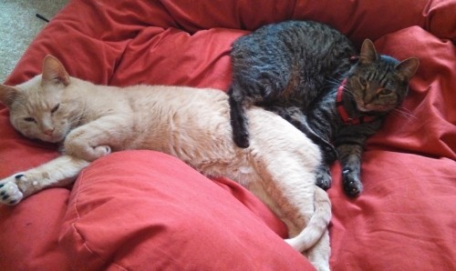 Why do people re-home their pets when they move?