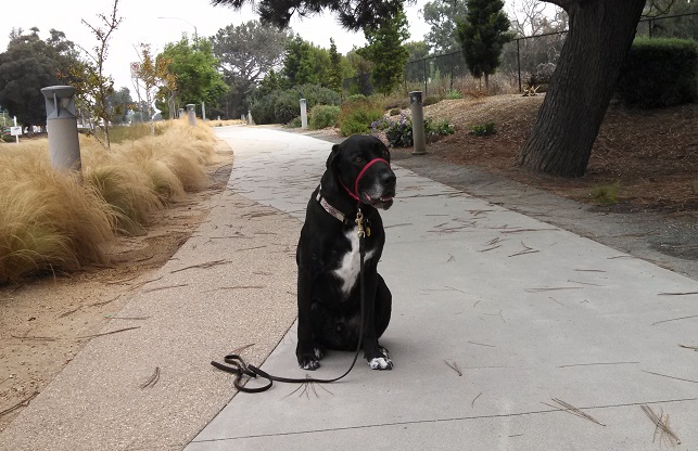 Can you reward a dog's fear?