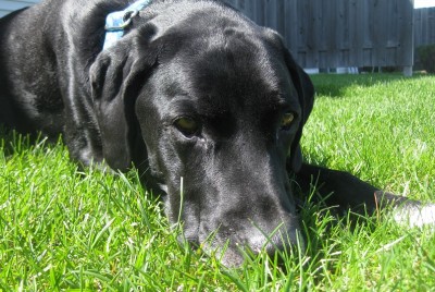 Is spaying/neutering the healthiest choice for my dog?