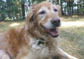 Can you reward a dog's fear?