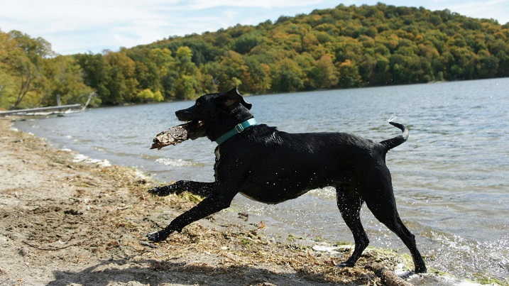My Lab mix Ace