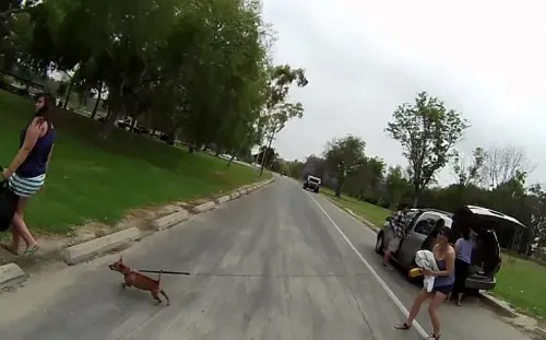 Flexi leashes teach dogs to pull