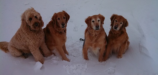 Winter running with dogs