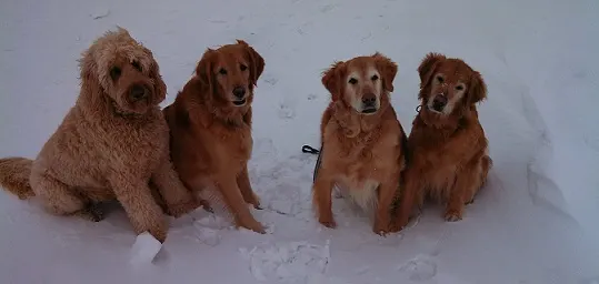 Winter running with dogs