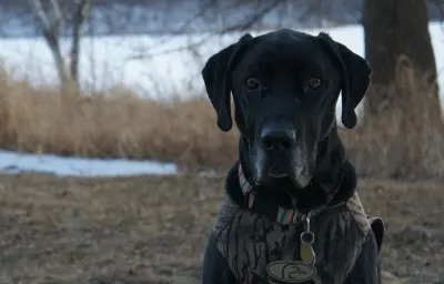 My dog Ace wearing his dog coat in the winter