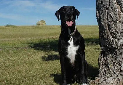 My dog is a black Lab mix