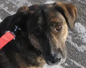 Chester is a true mutt