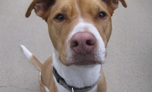 How to overcome hurdles to starting a dog walking company