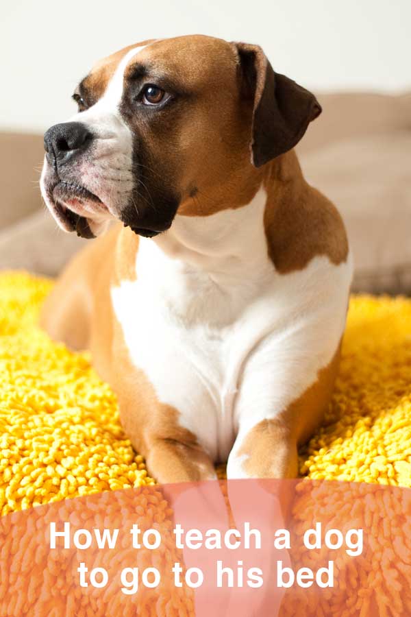 Teach a dog to go to his bed