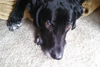 My dog Ace on his blanket