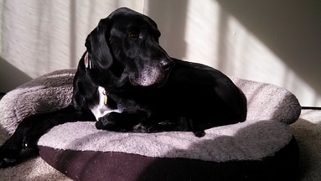 Dog exercise ideas - then teach him to just be calm