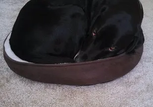 My dog Ace Ace on his bed, such a good boy