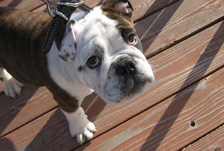 Zeus learned sit and stay at 12 weeks