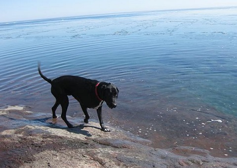 My dog Ace gets to be off leash