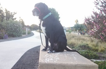 Ace on a bench