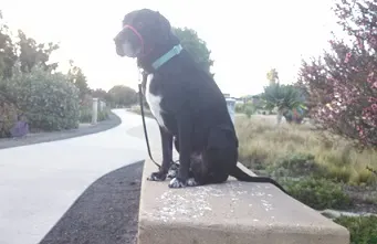 Ace on a bench