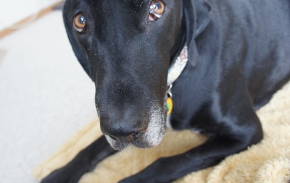 My dog Ace