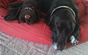 Dog will guard her toy like it's a puppy