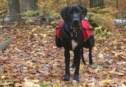Dog backpack on my Lab mix Ace