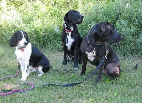 Kona, Ace and Koa