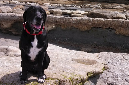 Black Lab mix sitting on the rocks at the dog beach